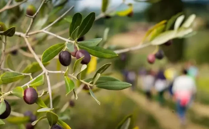 Legge per l’attività oleoturistica nelle Marche